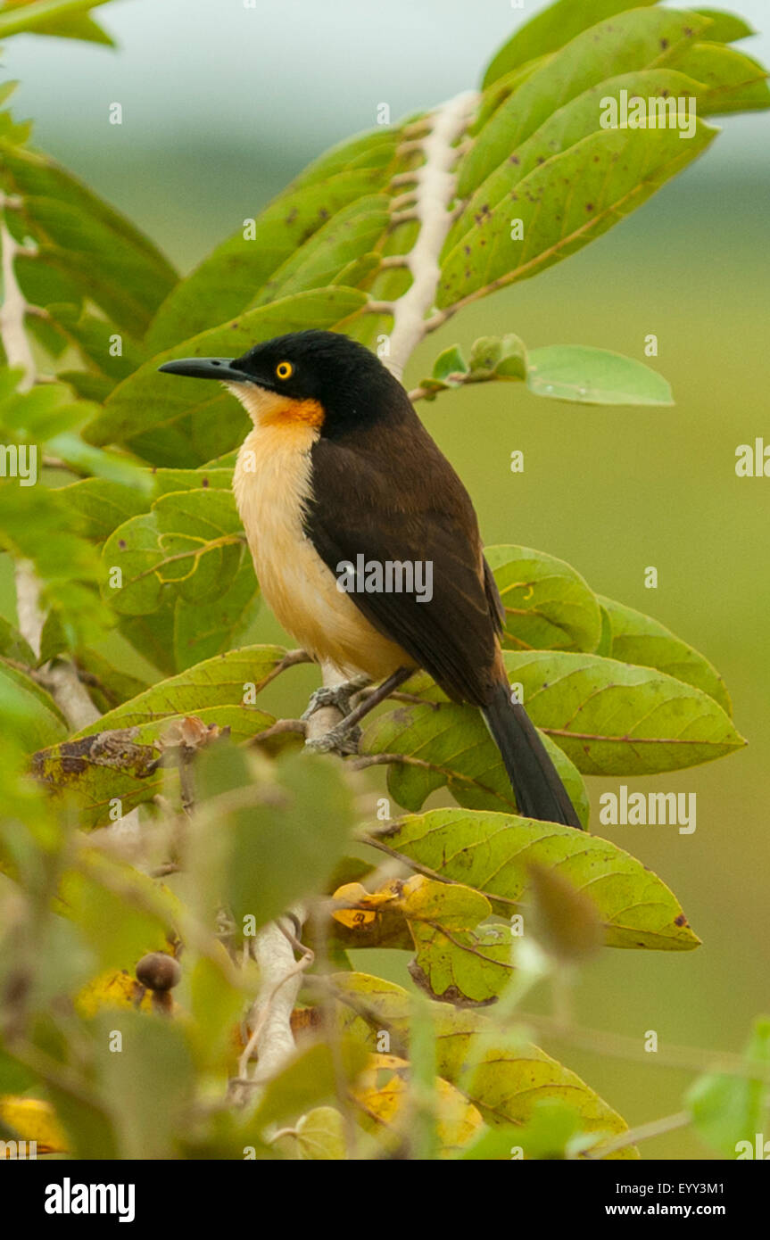 Donacobius atricapilla, Black-capped Donacobius, Araras Lodge, Pantanal, Brésil Banque D'Images