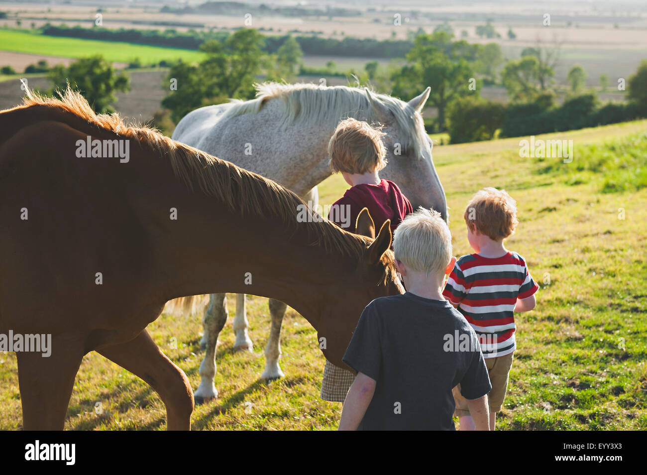 Frères de race blanche des chevaux pour enfants in rural field Banque D'Images