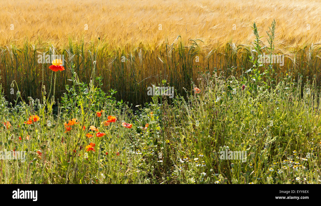 Coquelicots rouges poussant sur la marge d'un champ de blé en Angleterre Norfolk Banque D'Images