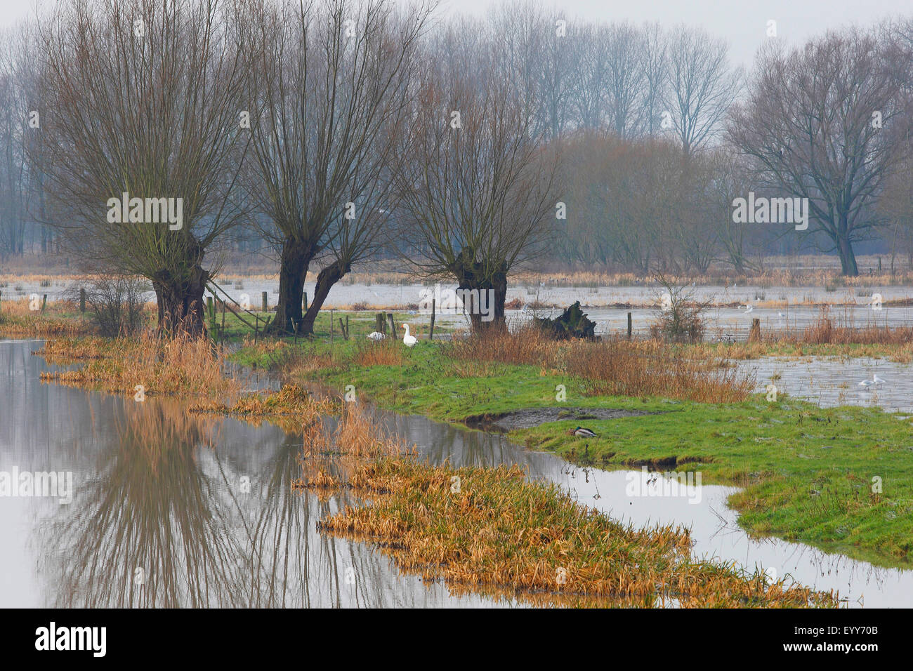 Le saule, l'osier (Salix spec.), Rangée de saules, Belgique Banque D'Images