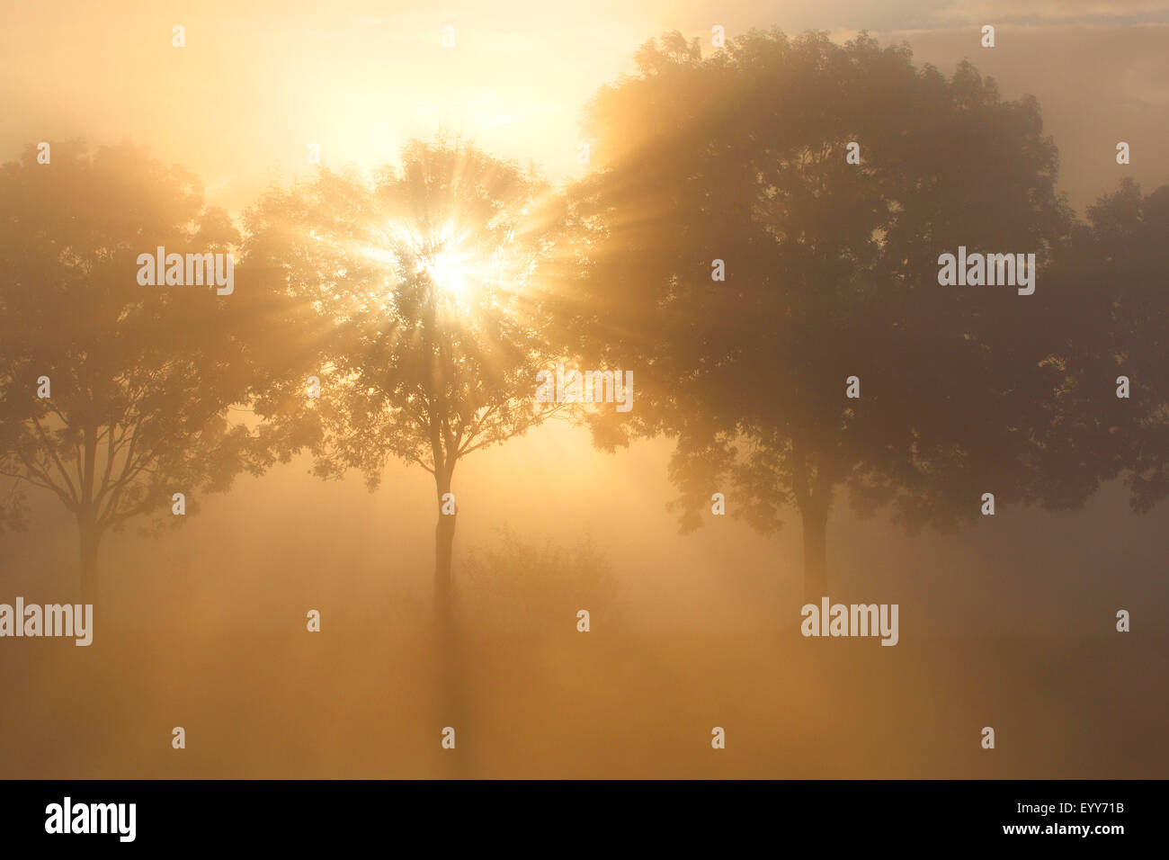 Frêne commun, frêne (Fraxinus excelsior), avec le lever du soleil et de la brume, Belgique Banque D'Images