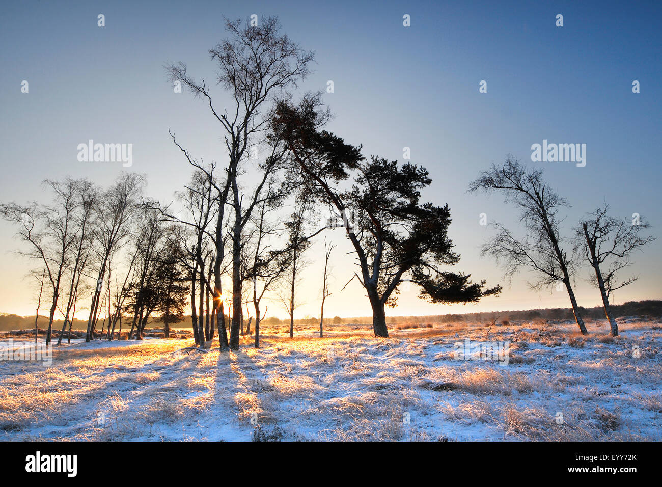 Pin sylvestre, le pin sylvestre (Pinus sylvestris), pin sylvestre au lever du soleil dans la réserve naturelle Kalmthoutse Heide, Belgique, Bruxelles, Kalmthoutse Heide Banque D'Images