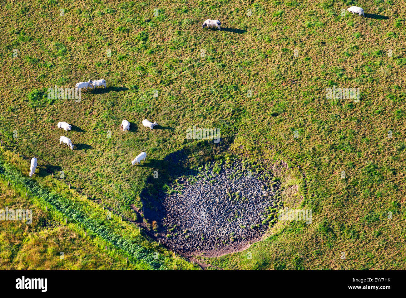 Les bovins domestiques (Bos primigenius f. taurus), vue aérienne de troupeau de vaches dans un pâturage avec étang asséché, Belgique, Flandre Banque D'Images
