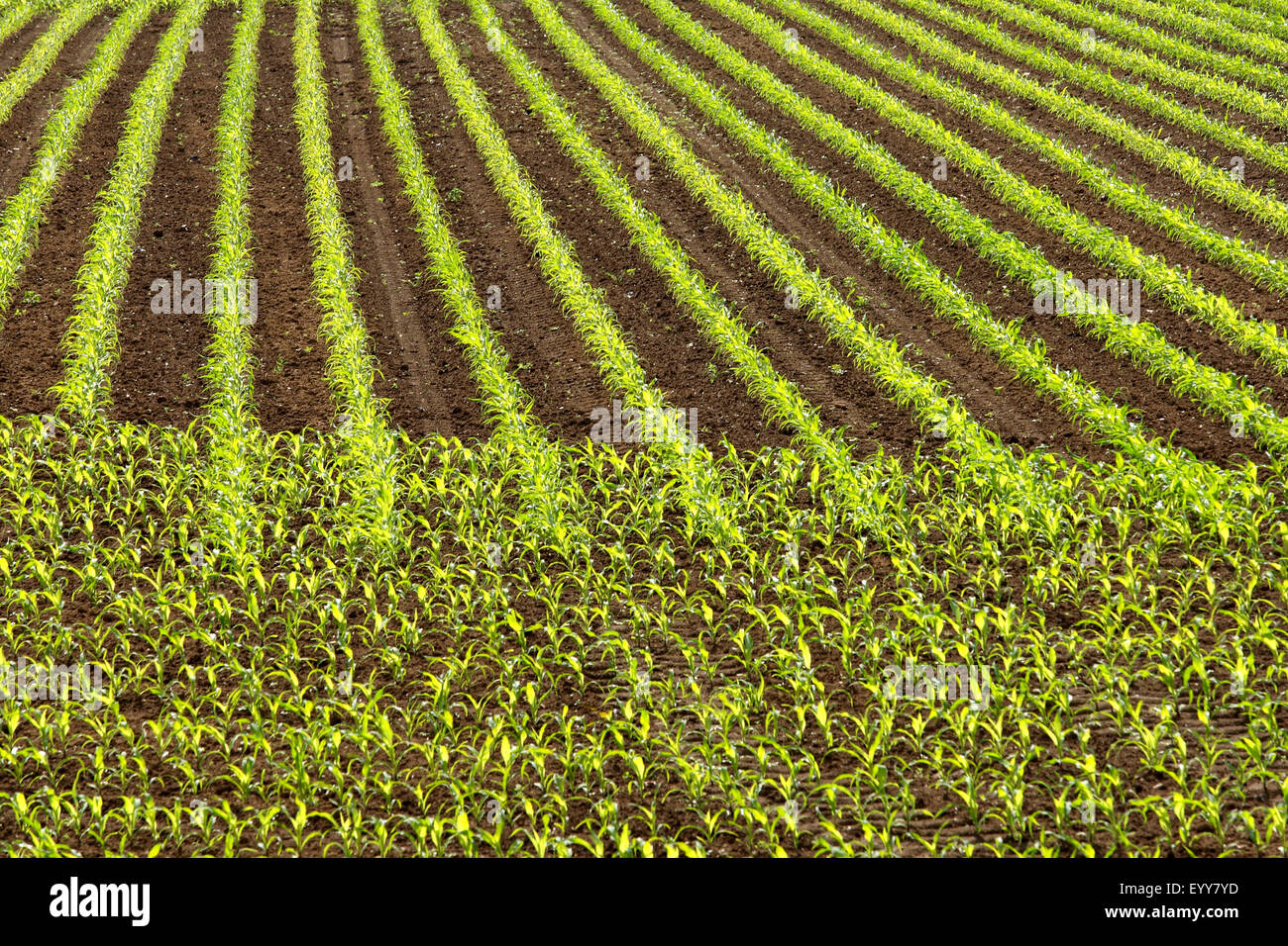 Le maïs, le maïs (Zea mays), champ avec de jeunes plants de maïs, Belgique Banque D'Images