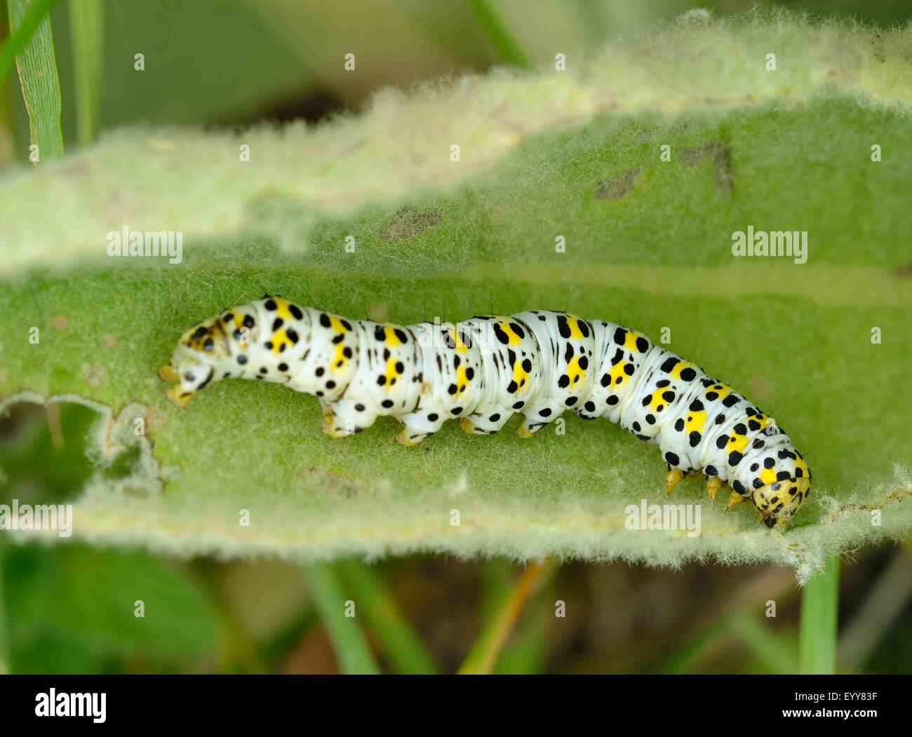 Mullein Moth Caterpillar - Cucullia verbasci larves sur des feuilles de Molène Banque D'Images