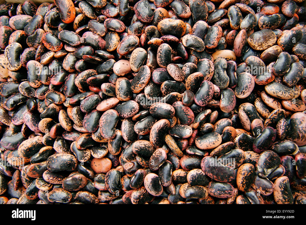 Le haricot commun (Phaseolus vulgaris), graines de haricots, Autriche