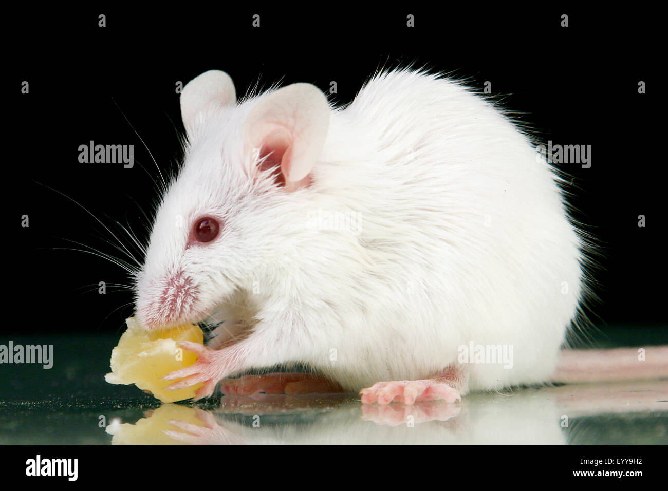 Souris Domestique Mus Musculus Souris Blanche Manger Un Petit Morceau De Fromage Photo Stock Alamy Souris Domestique Mus Musculus Souris Blanche Manger Un Petit Morceau De Fromage Photo Stock Alamy