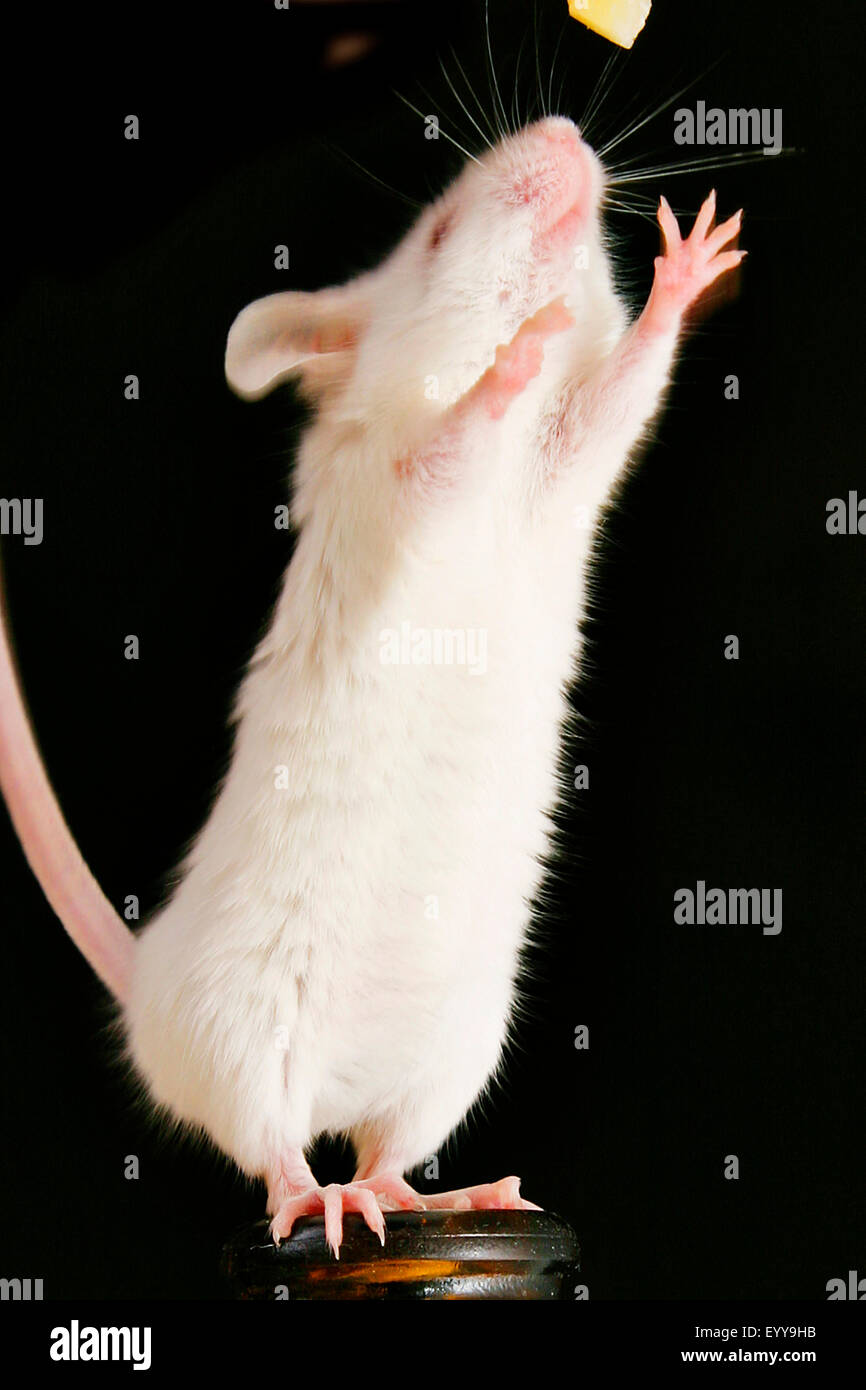 Souris domestique (Mus musculus) Souris blanche, debout sur les pattes sur un étranglement, fond noir Banque D'Images