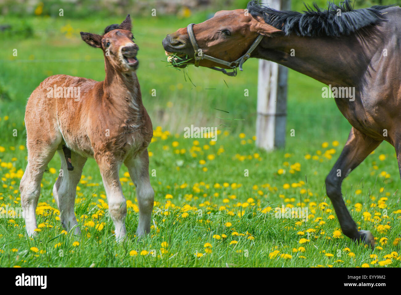 Warmblood westphalien (Equus przewalskii f. caballus), mare un banishs poulain étrangers, l'Allemagne, Rhénanie du Nord-Westphalie Banque D'Images