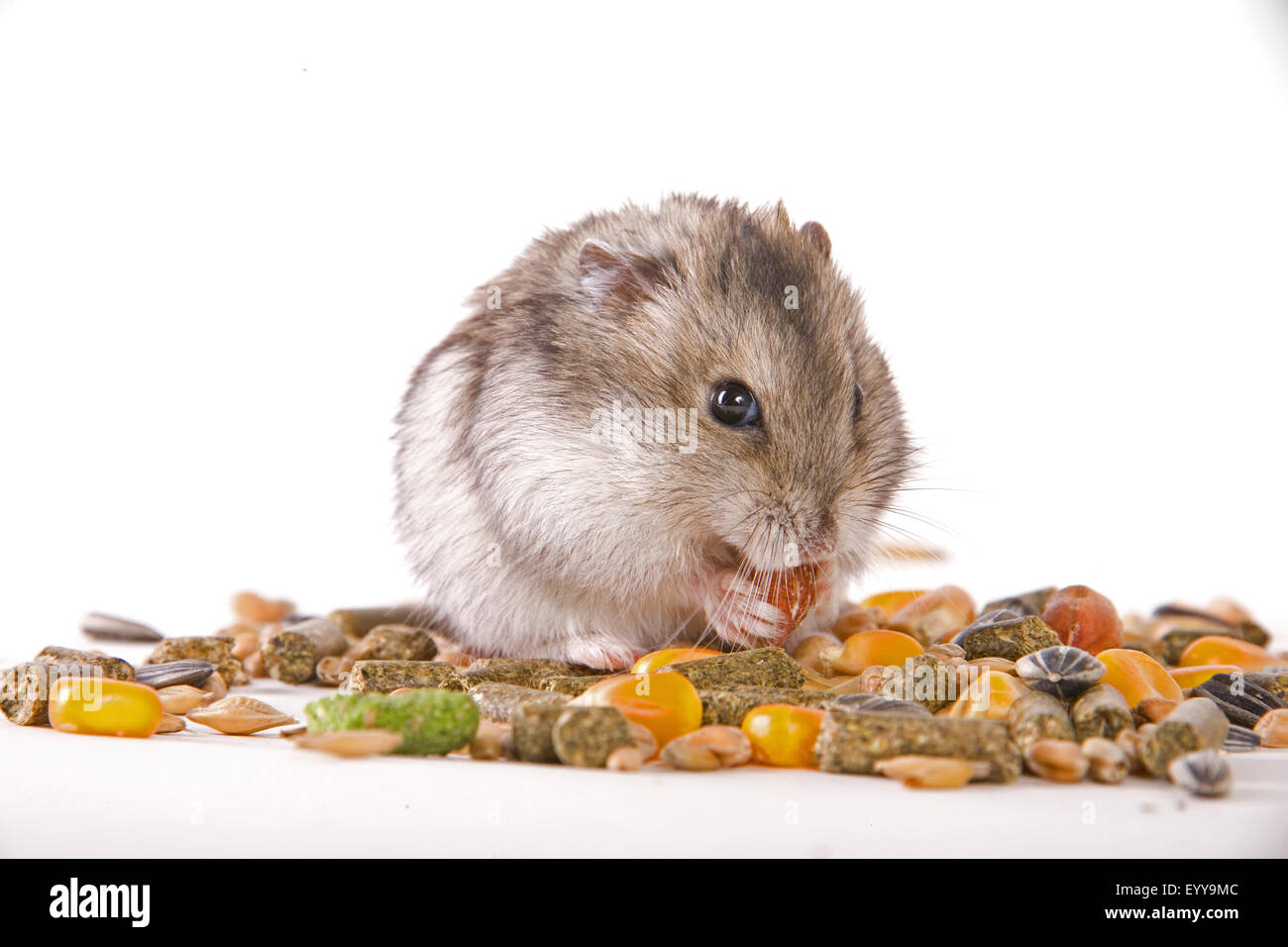 Hamster doré (Mesocricetus auratus), manger des joues de hamster, hamster Banque D'Images