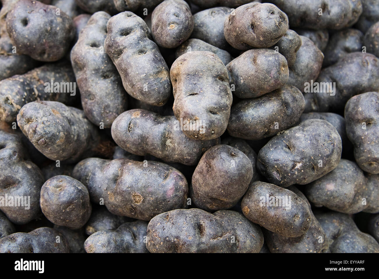 La pomme de terre (Solanum tuberosum), pommes de terre Vitelotte Banque D'Images