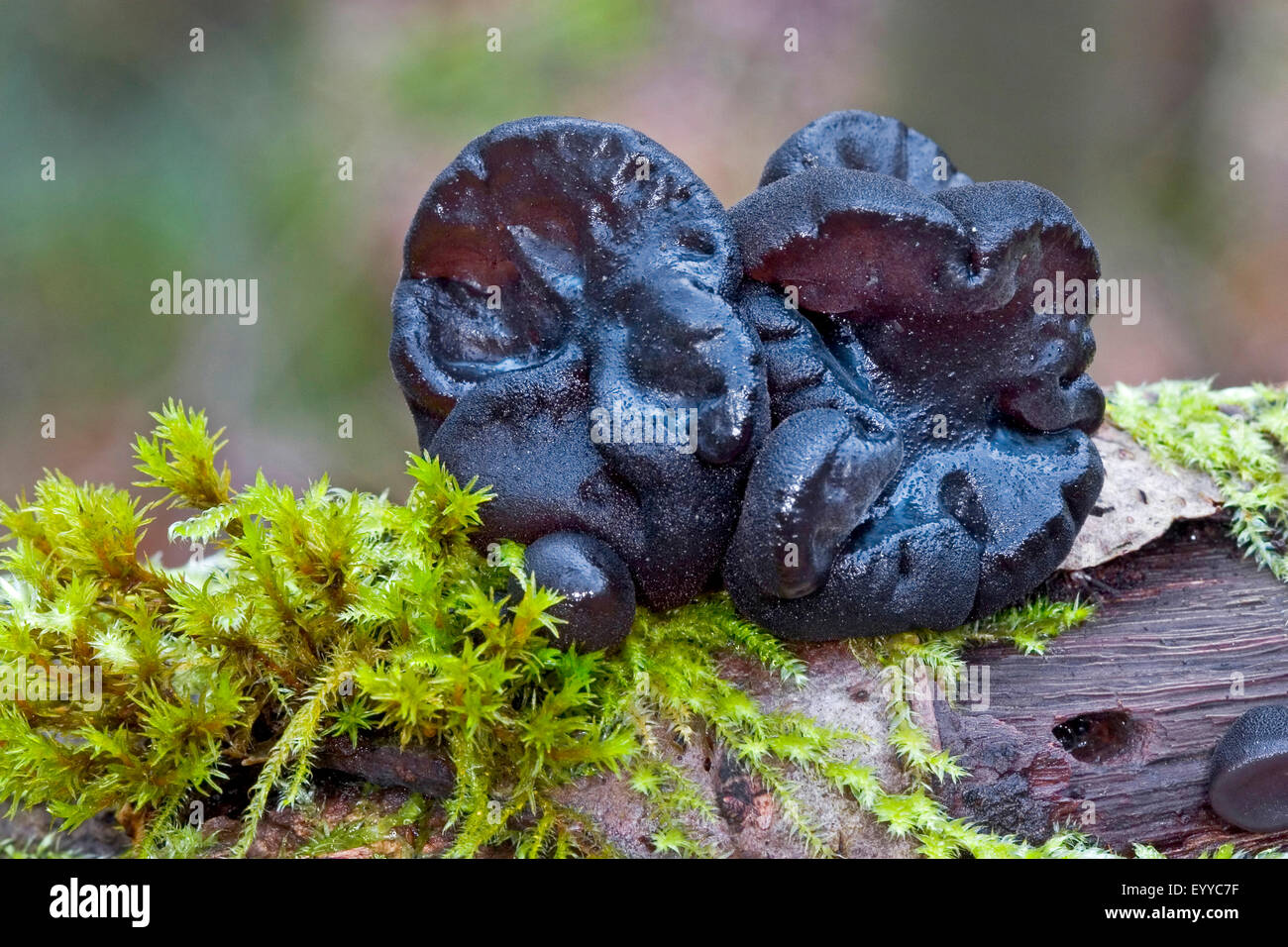 Le beurre, le beurre, des sorcières noir Black Jelly Roll, Warty jelly fungus (Exidia glandulosa, Exidia truncata), organe de fructification sur deadwood moussus, Allemagne Banque D'Images