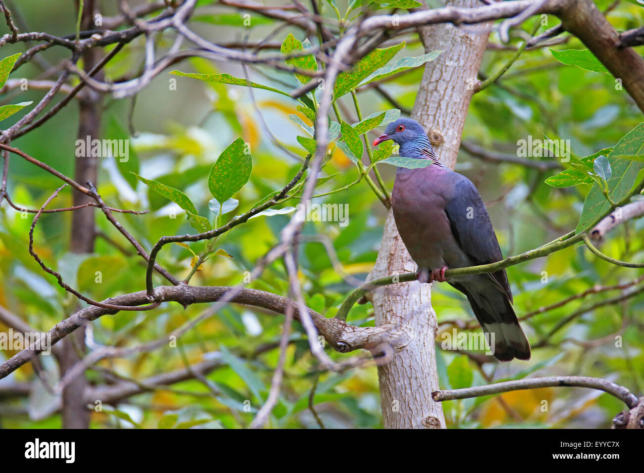 La bolle pigeon (Columba bollii), assis dans un figuier, Canaries, La Palma Banque D'Images