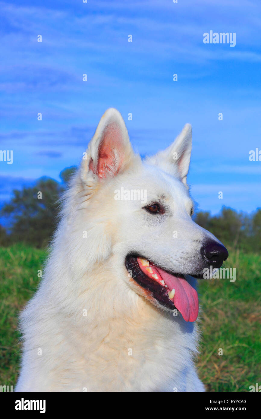 Berger Blanc Suisse (Canis lupus f. familiaris), portrait , Allemagne Banque D'Images