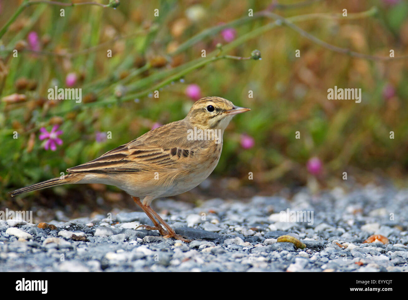 Tawny pitpit (Anthus campestris), debout sur le sol, la Grèce, Lesbos Banque D'Images