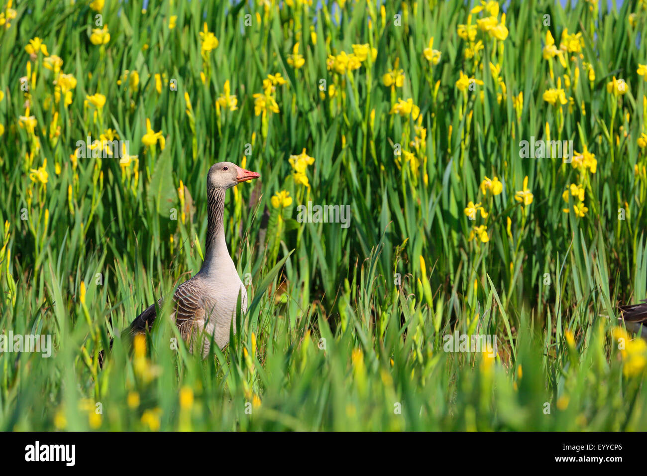 Oie cendrée (Anser anser), se tient entre les plantes iris, Pays-Bas, Texel Banque D'Images