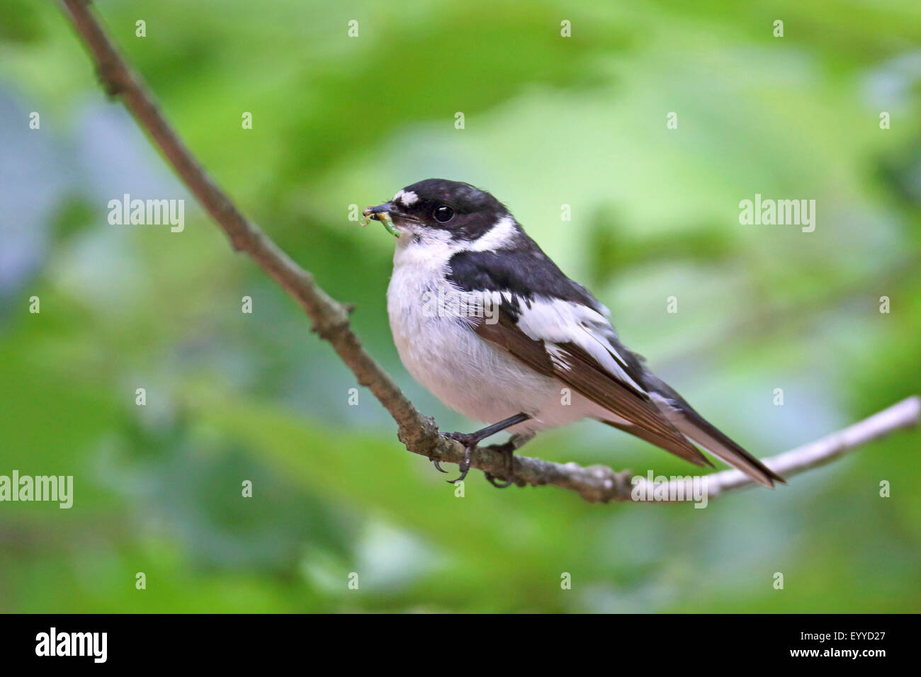 Moucherolle à ventre semi (Ficedula semitorquata), homme avec une chenille dans le projet de loi, la Bulgarie, Goritsa Banque D'Images