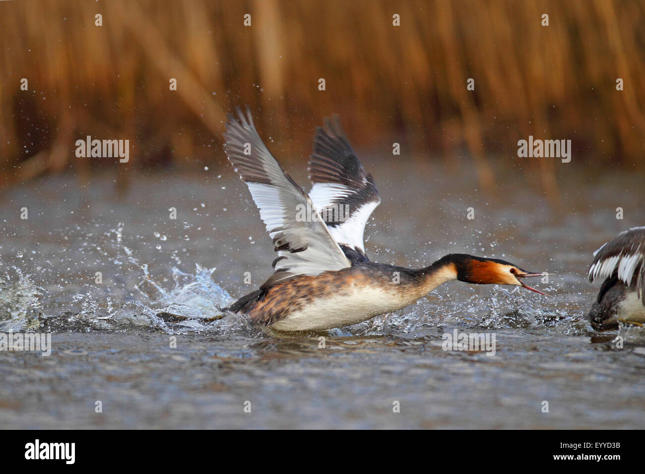 Grèbe huppé (Podiceps cristatus), lutte territoriale de deux mâles, de s'envoler à partir de la Frise, Pays-Bas, de l'eau Banque D'Images