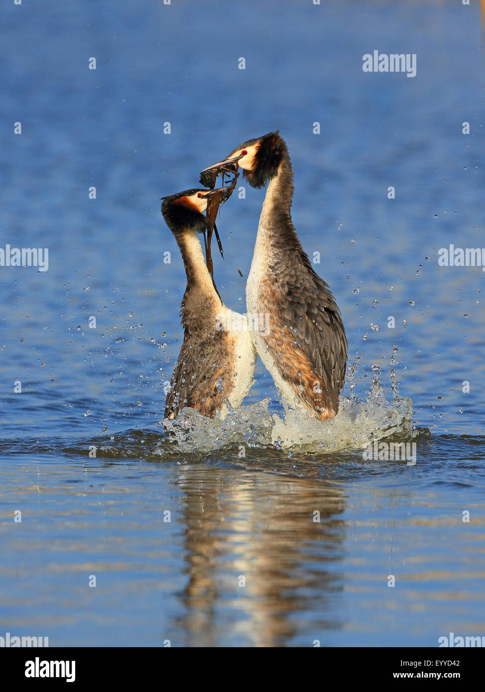 Grèbe huppé (Podiceps cristatus), parade nuptiale, penguin dance, Pays-Bas, Frise Banque D'Images