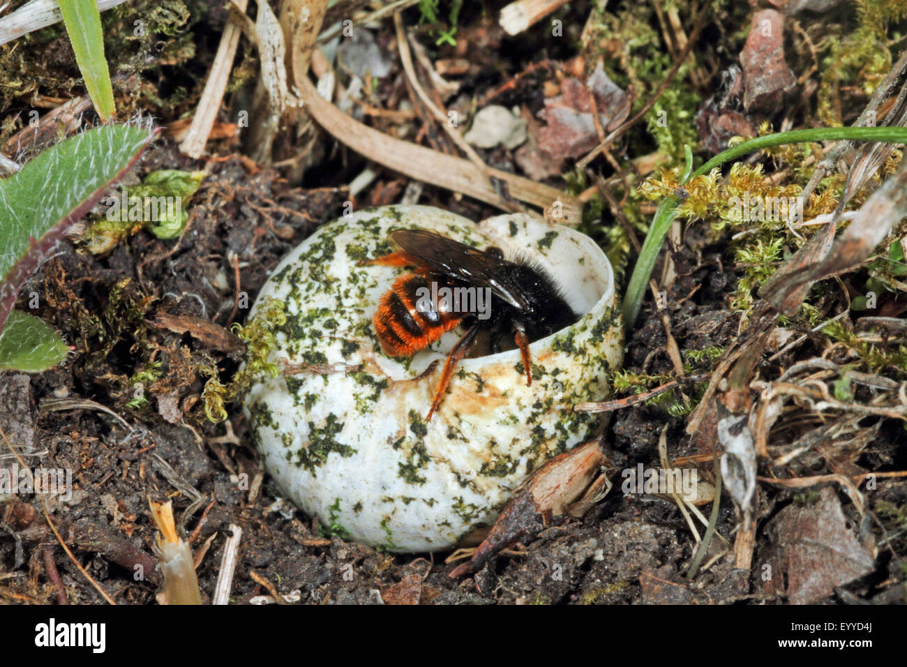 Bicolore, abeilles abeille maçonne (Osmia bicolor), sur une coquille d'escargot, tournant le shell, Allemagne Banque D'Images