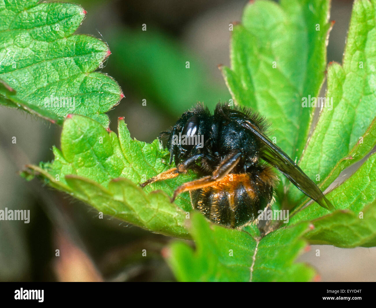 Bicolore (abeilles Osmia bicolor), femme de moustiques quitte pour la nidification, Allemagne Banque D'Images