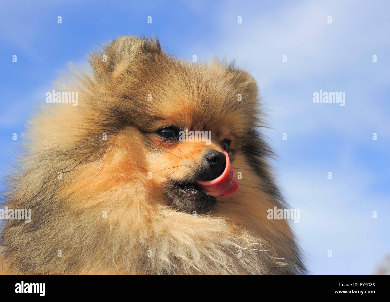 Poméranie (Canis lupus f. familiaris), huit ans chien léchant son nez,portrait, Allemagne Banque D'Images