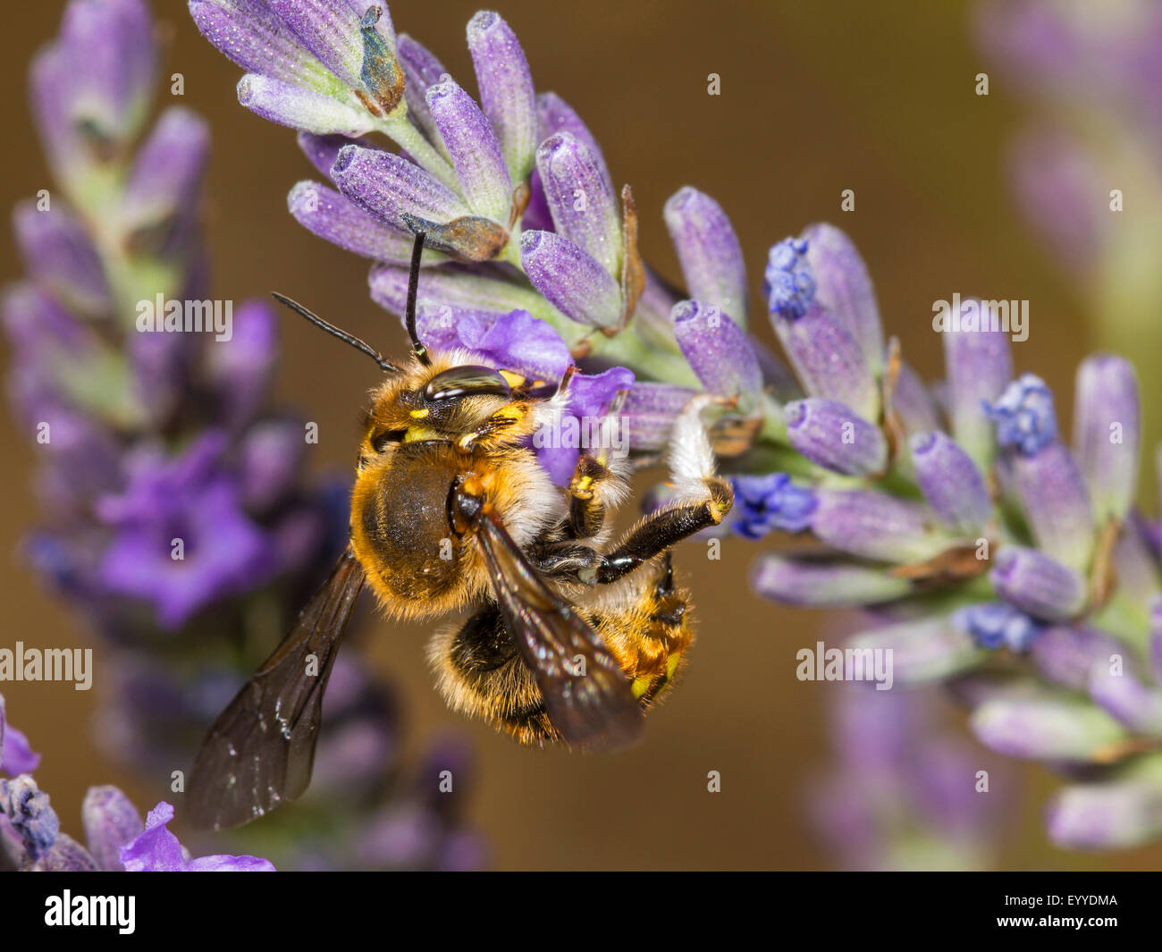 Cardeur de laine bee (Le) manicatum, femme qui se nourrissent de Lavande Anglaise (Lavandula angustifolia), Allemagne Banque D'Images