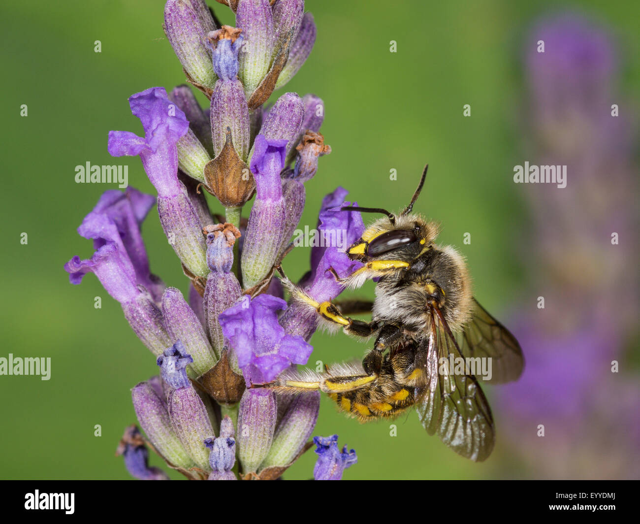 Cardeur de laine bee (Le) manicatum, femme qui se nourrissent de Lavande Anglaise (Lavandula angustifolia), Allemagne Banque D'Images