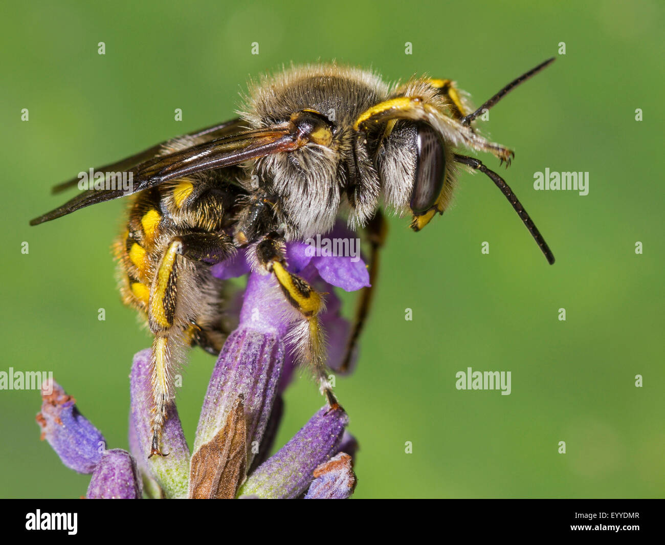 Cardeur de laine bee (Le) manicatum, femme qui se nourrissent de Lavande Anglaise (Lavandula angustifolia), Allemagne Banque D'Images