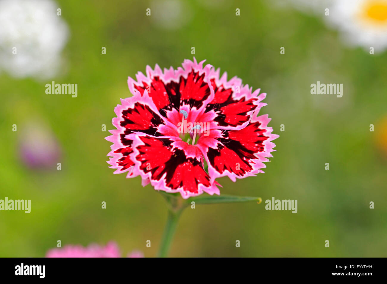 Sweet-william (Dianthus barbatus), fleur Banque D'Images