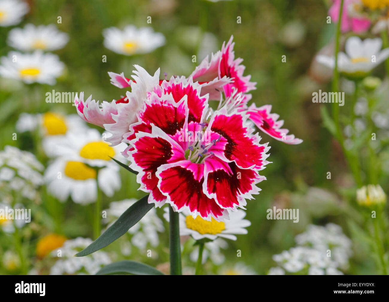 Sweet-william (Dianthus barbatus), inflorescence Banque D'Images