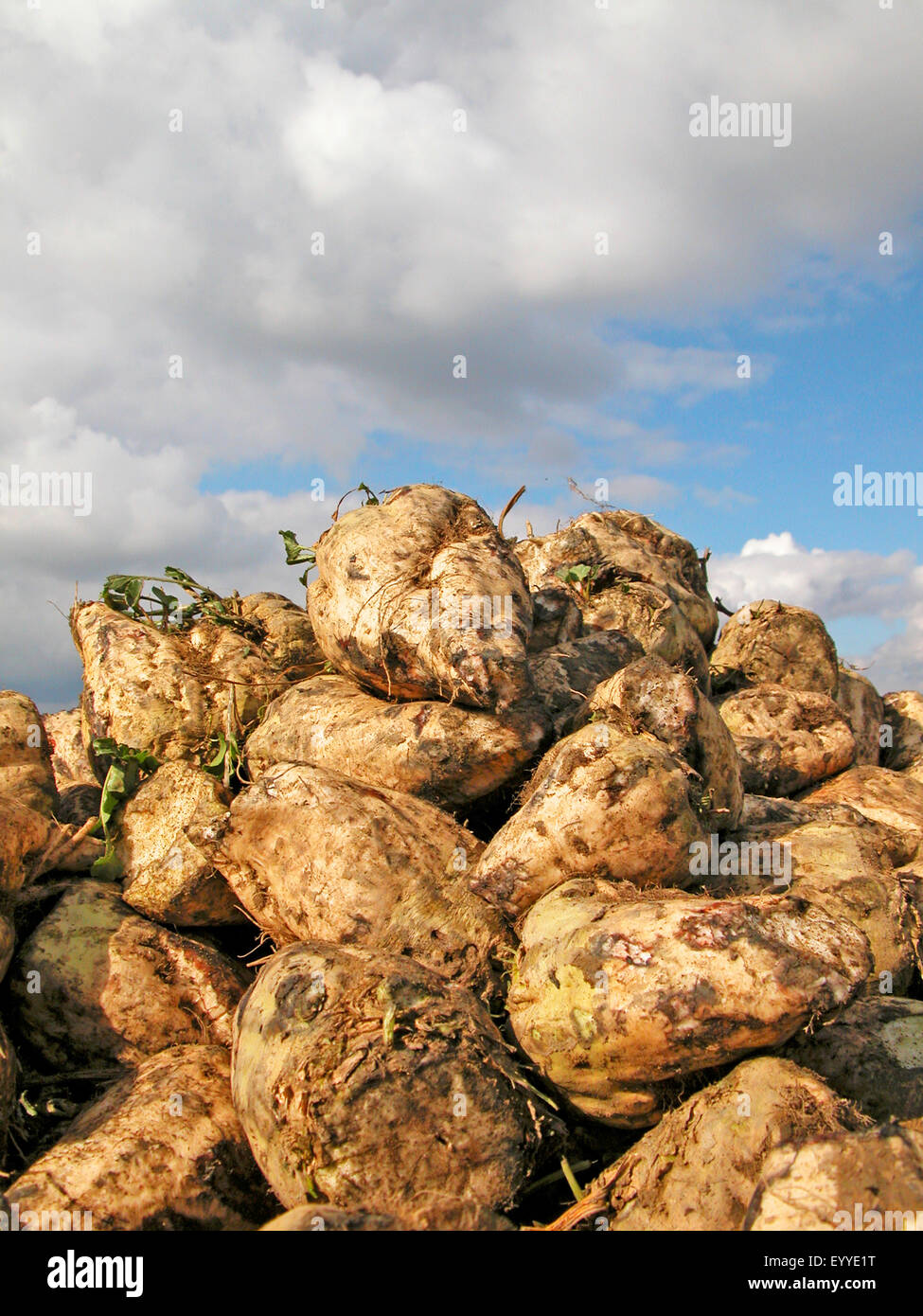 Le sucre de betterave, le sucre de betteraves, racine de betterave, sucre-racine de betterave (Beta vulgaris var. altissima), la récolte de betteraves à sucre, de l'Autriche, Burgenland, Autriche, Burgenland Banque D'Images