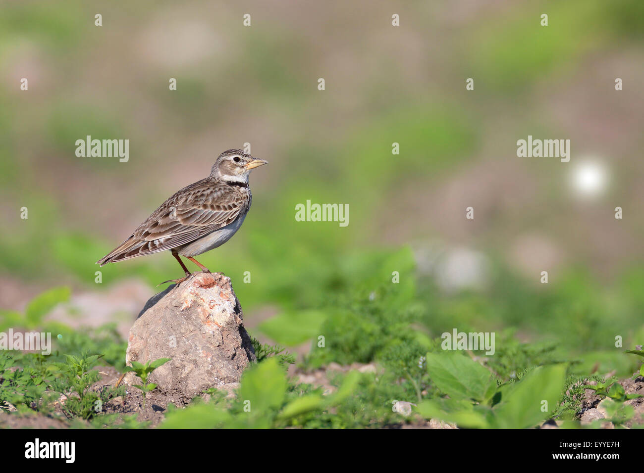 Calandre (Melanocorypha calandra), debout sur une pierre sur une terre arable, la Bulgarie, l'AMBAR Beach Banque D'Images