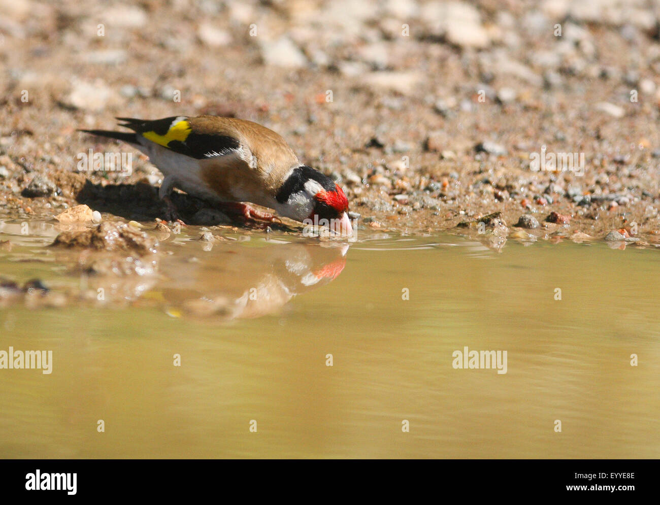 Eurasian goldfinch (Carduelis carduelis), boire de l'eau à l'endroit, Allemagne Banque D'Images