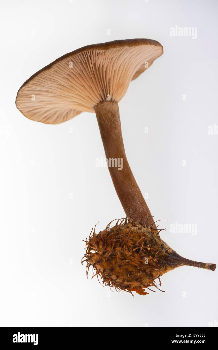 Bouchon entonnoir gobelet, Gobelet (Pseudoclitocybe cyathiformis Clitocybe cyathiformis), découpe, avec des fruits du hêtre, Allemagne Banque D'Images