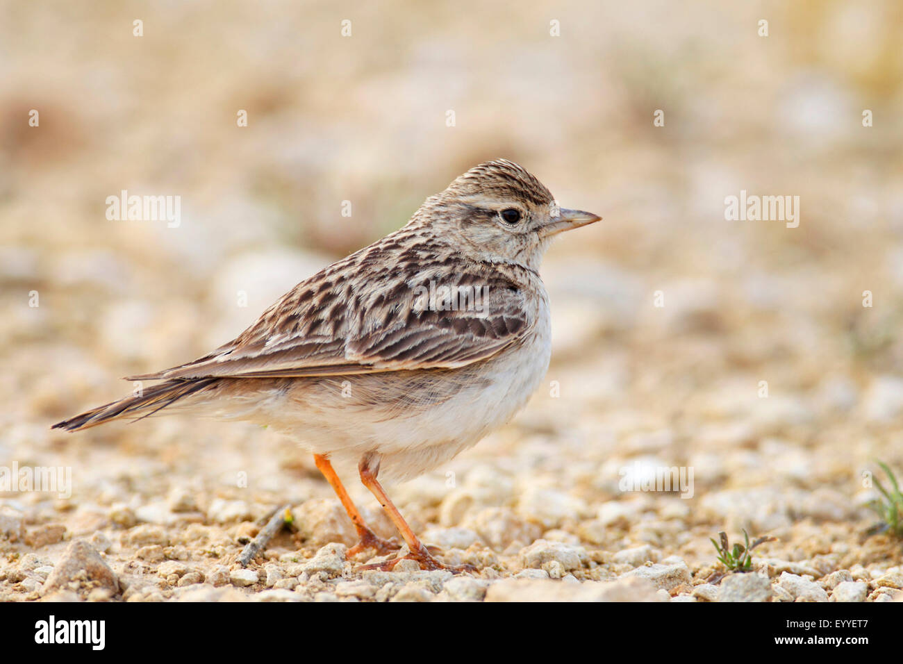 Plus de circaète Jean-le-lark (Calandrella brachydactyla), se dresse sur le terrain, Bulgarie, Kaliakra Banque D'Images