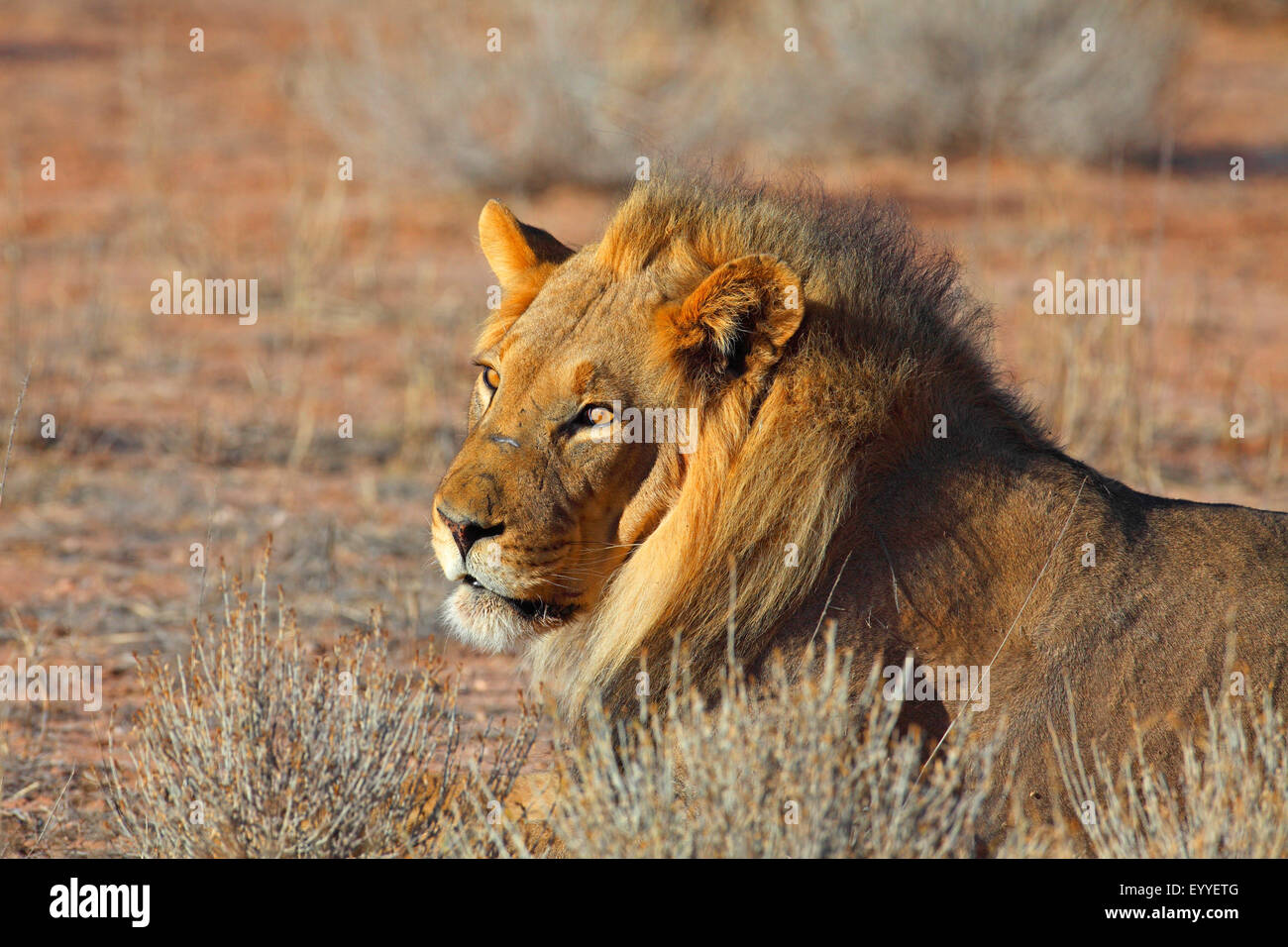 Lion (Panthera leo), homme, portrait , Afrique du Sud, Kgalagadi Transfrontier National Park Banque D'Images