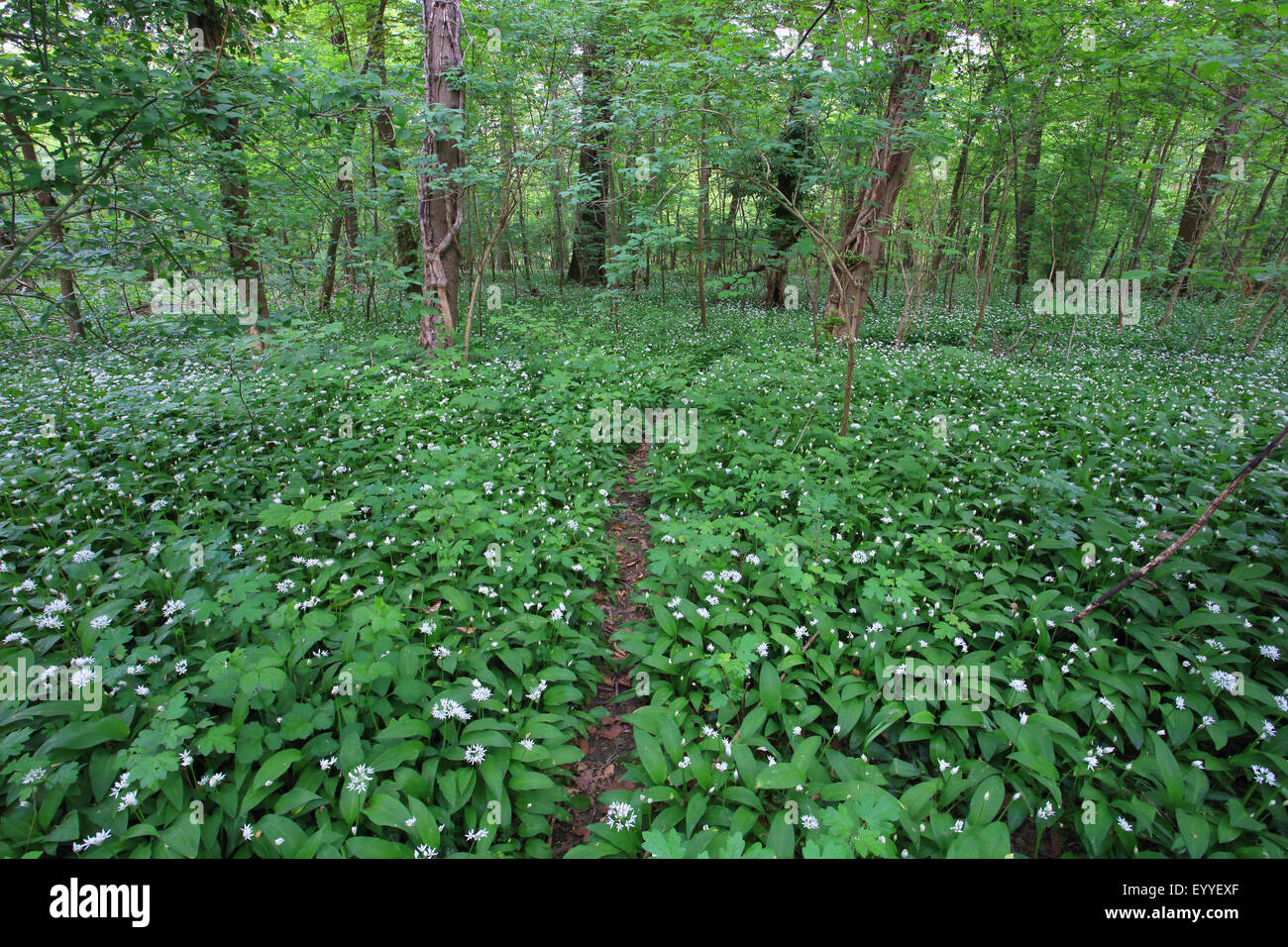 Ramsons, buckrams, ail sauvage, l'ail des bois, ail des ours, ail des bois, ail des ours (Allium ursinum), plaine forêt avec ramsons au printemps, Allemagne Banque D'Images