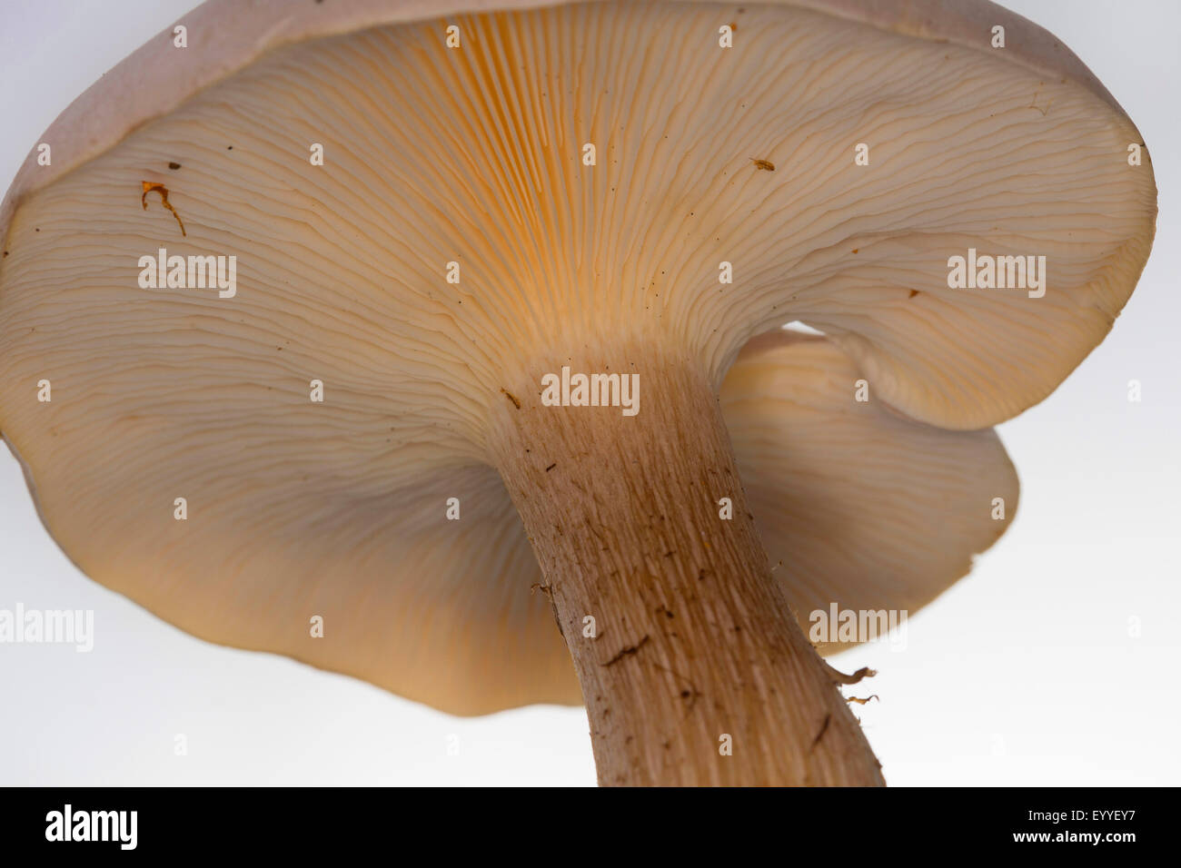 Entonnoir assombri, assombri, toon (Clitocybe nebularis entonnoir Nuage, Lepista nebularis), organe de fructification, cut out, Allemagne Banque D'Images