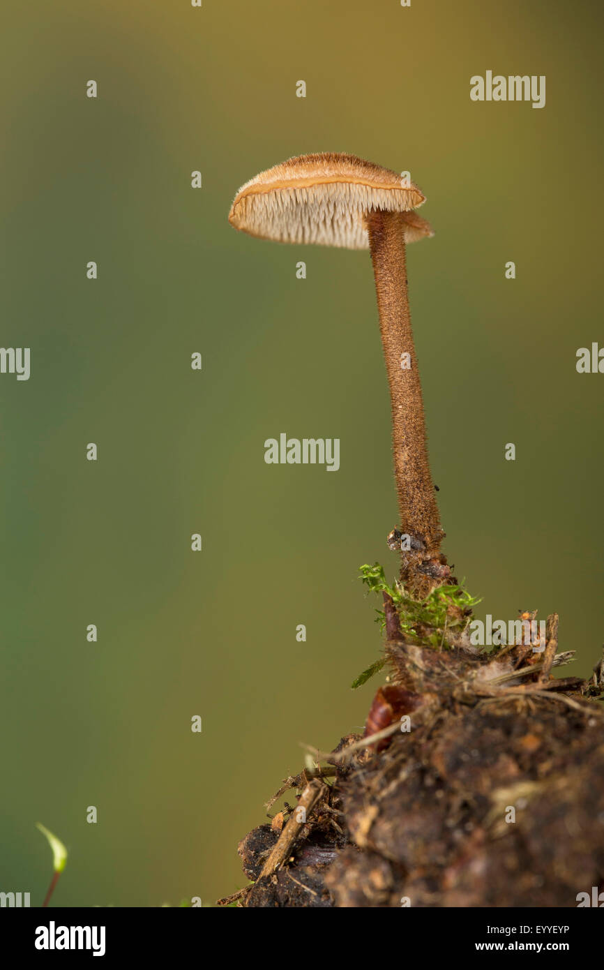 Earpick Auriscalpium vulgare (champignon), poussant sur un cône de pin, Allemagne Banque D'Images