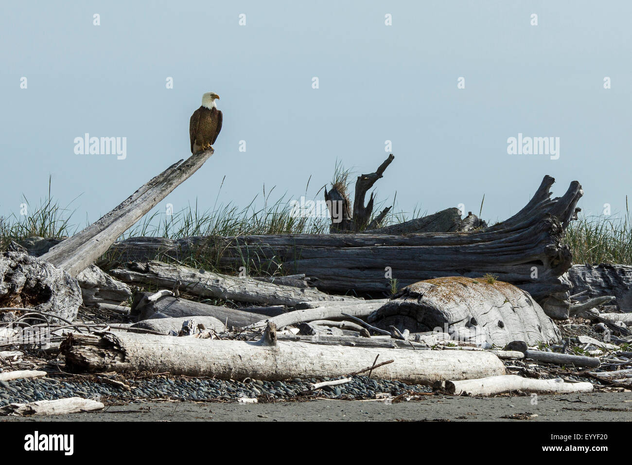 Pygargue à tête blanche se percher sur driftwood on beach Banque D'Images