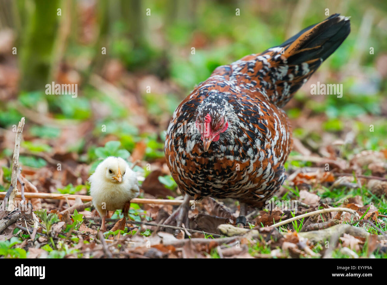 Bantam (Gallus gallus f. domestica), bantam la mère poule avec un poussin , Allemagne, Rhénanie du Nord-Westphalie Banque D'Images