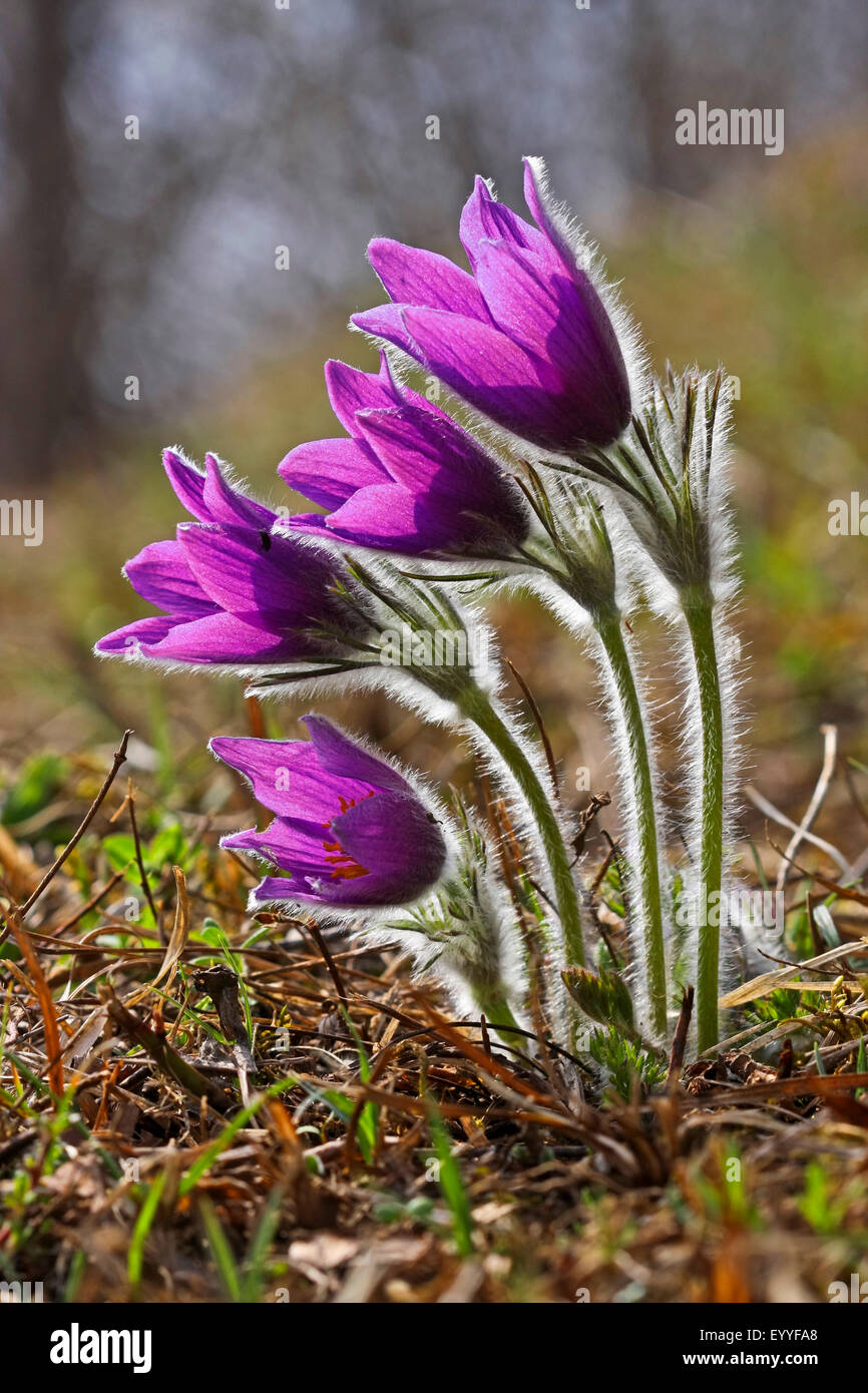 Anémone pulsatille (Pulsatilla vulgaris), la floraison des fleurs anémone pulsatille, Allemagne Banque D'Images