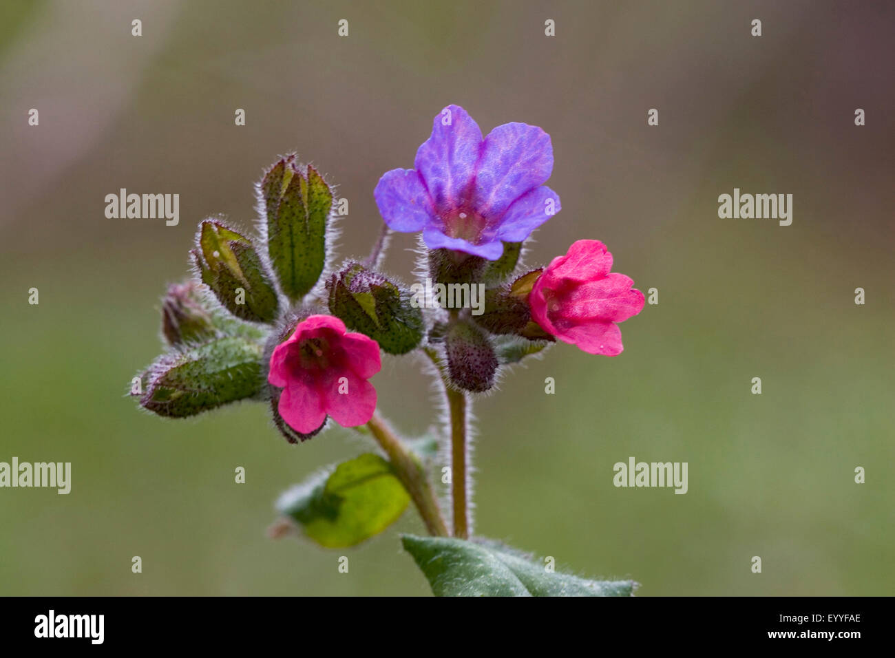 Pulmonaire officinale (Pulmonaria officinalis commune), fleurs, Allemagne Banque D'Images