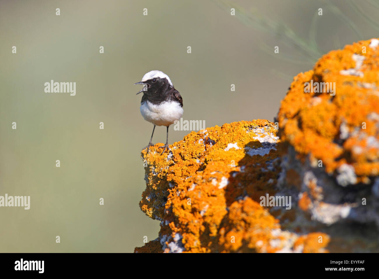 Traquet motteux (Oenanthe pleschanka pied), homme se tient sur un rocher, Bulgarie, Kaliakra Banque D'Images