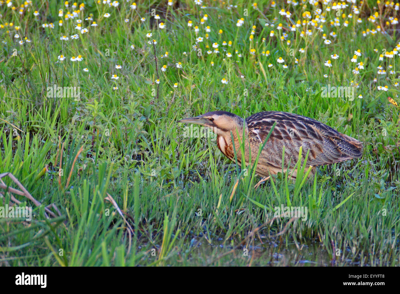 Eurasian bittern (Botaurus stellaris), se dresse au bord du fleuve, de la Grèce, Lesbos Banque D'Images