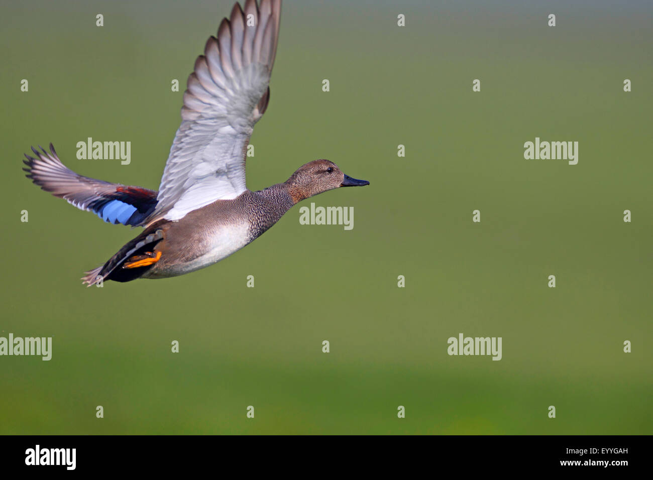 Le canard chipeau (Anas strepera strepera) Mareca, vol, homme, Pays-Bas, Frise Banque D'Images