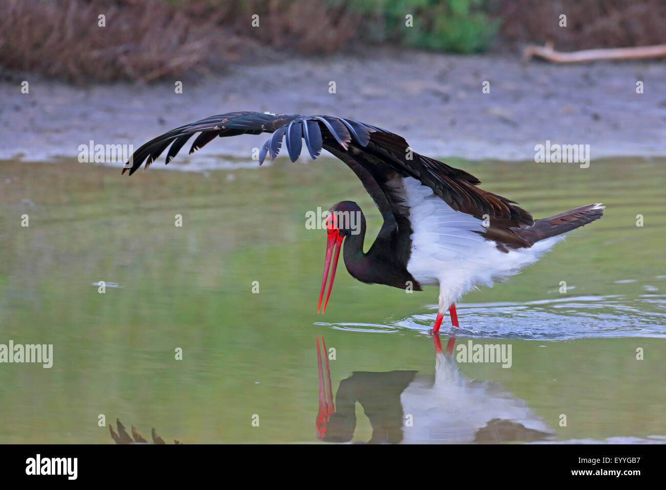 La cigogne noire (Ciconia nigra), la pêche en eau peu profonde, la Grèce, Lesbos Banque D'Images