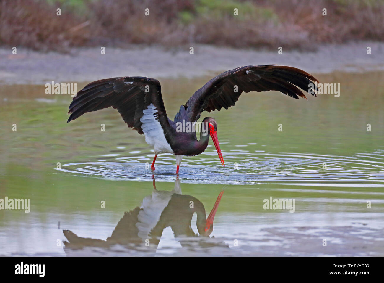 La cigogne noire (Ciconia nigra), la pêche en eau peu profonde, la Grèce, Lesbos Banque D'Images