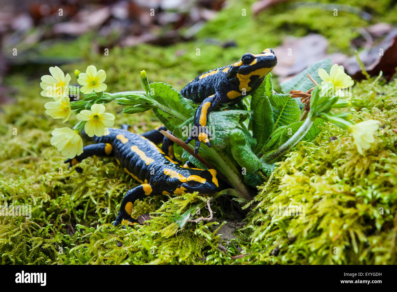 Salamandre terrestre européen (Salamandra salamandra), deux salamandres — free download